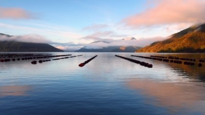 New Zealand Greenshell mussel powder for sustainably produced protein 