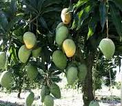 African Mango Core