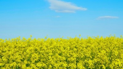 Canola DHA provides an original plant-based omega-3 with health benefits 