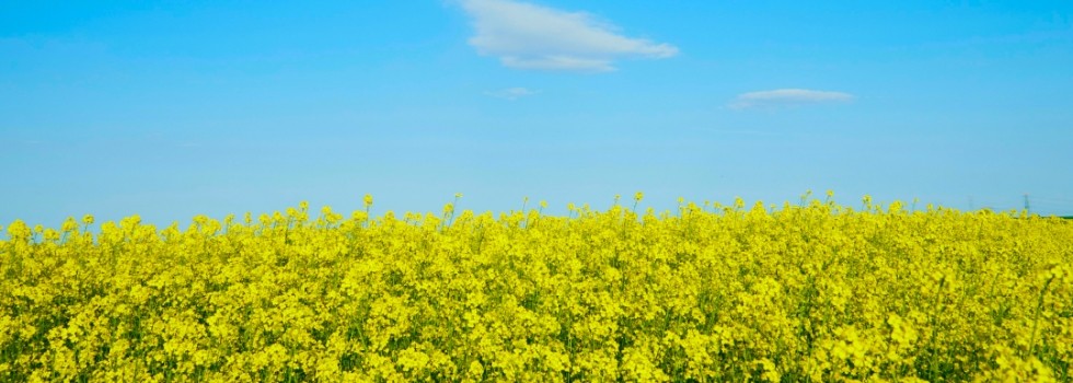 Canola DHA provides an original plant-based omega-3 with health benefits 