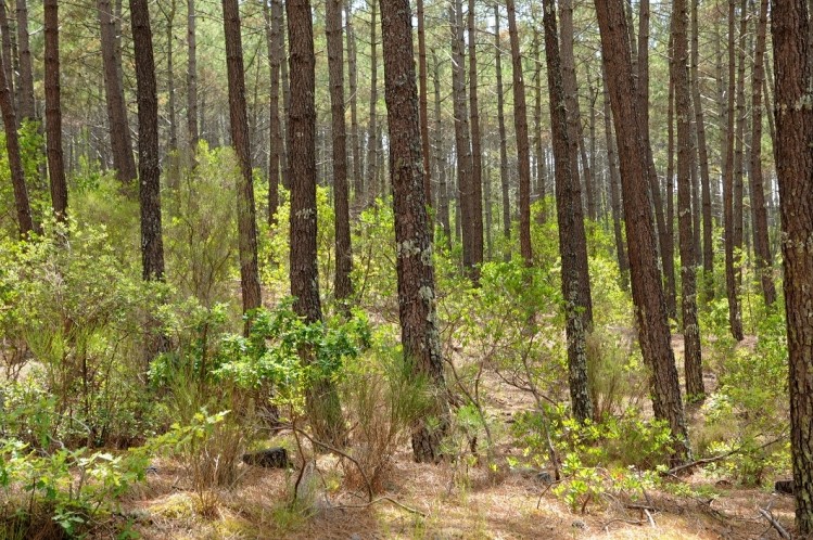 Pine bark extract may protect skin from seasonal changes, environmental  stress: Study