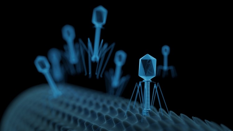 10 Free Phage  Bacteriophage Images  Pixabay