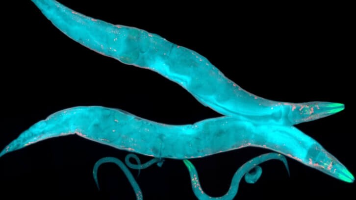 NemaLife created new AI tools as a way of upending the years-long traditional research process for ingredients. It also incorporated the roundworm C. elegans in the discovery process. @ HeitiPaves/Getty Images