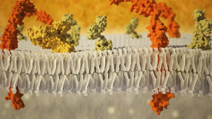 Research shows that C15:0 helps to fortify the lipid bilayers that form the protective membrane around all living cells © Callista Images / Getty Images