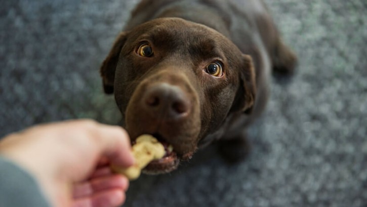 Morgan Stanley projects that U.S. consumers are likely to spend nearly $1,500 per pet annually within the next two years. @ Justin Paget / Getty Images