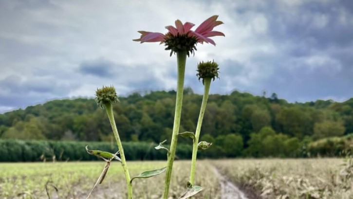 Echinacea after the storm © Photo courtesy of Gaia Herbs