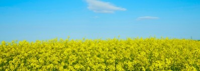 Canola DHA provides an original plant-based omega-3 with health benefits 