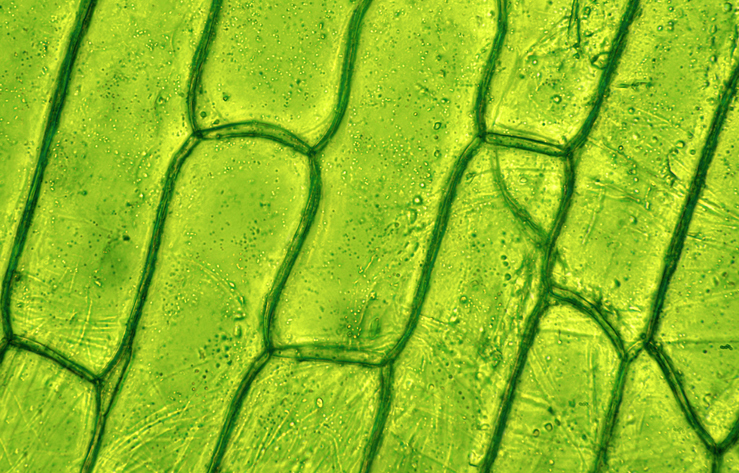 plant cell culture